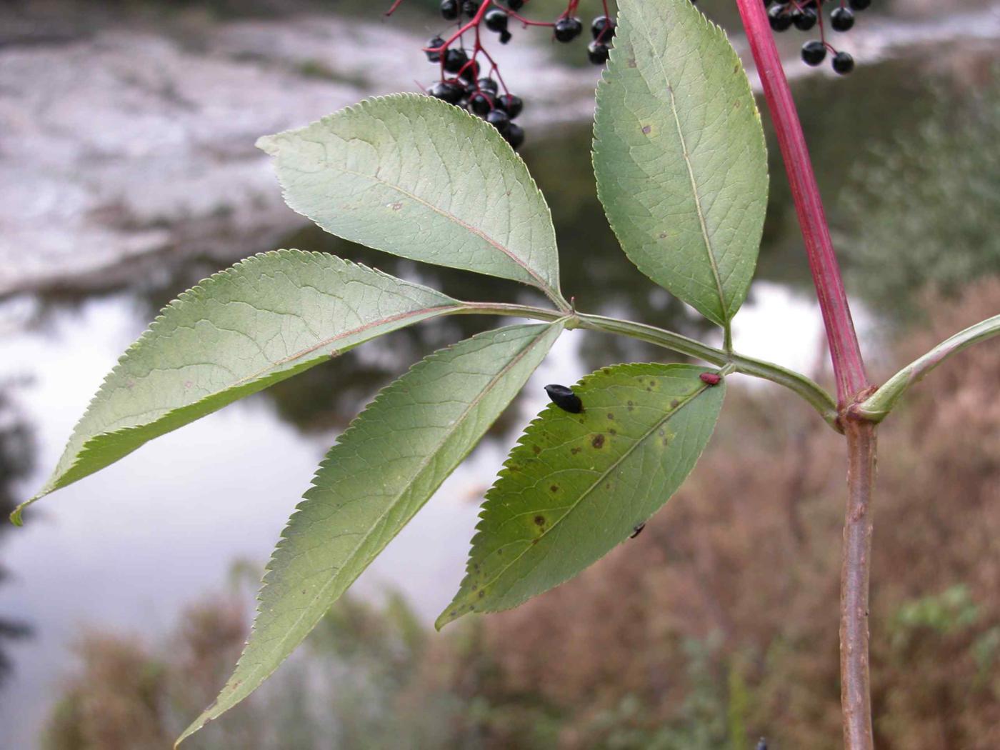 Elder leaf